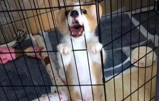 狗牌去哪里辦理?