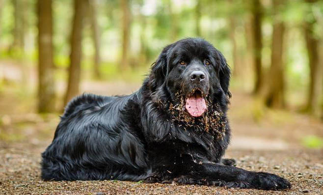 紐芬蘭犬吐清水的原因及處理方法