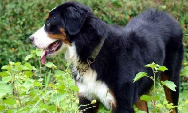 伯恩山犬的缺點有哪些