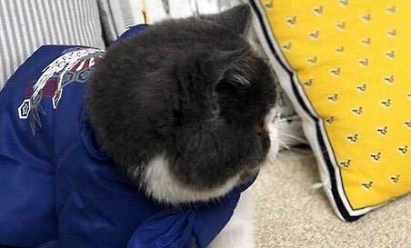 貓眼睛變成豎瞳代表什么