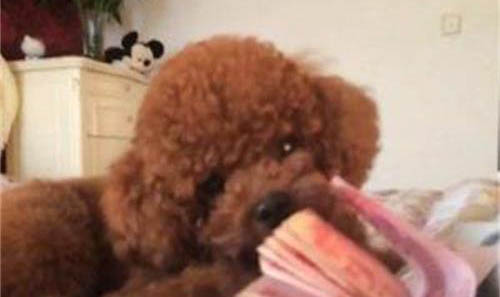 狗狗切除子宮能存活多久