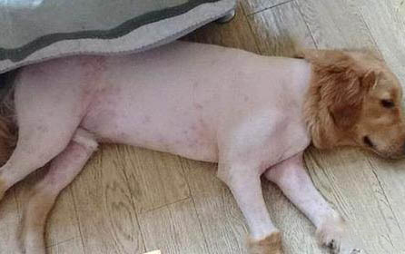 國產狗糧哪個牌子的品質好