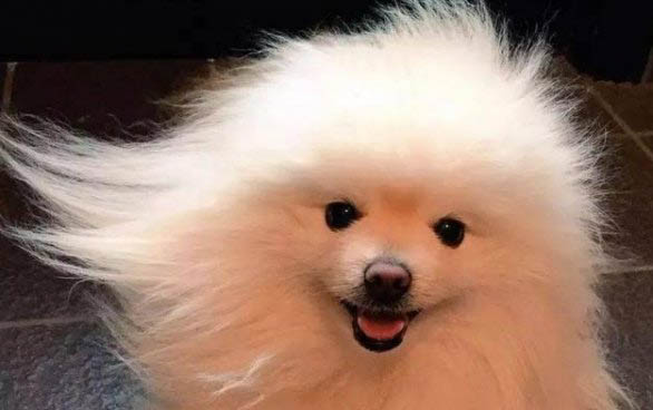 博美如何計算狗糧食用量?