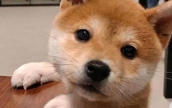 狗能吃香蕉嗎?