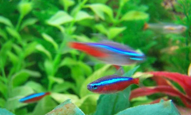燈魚和斑馬魚可以一起養嗎
