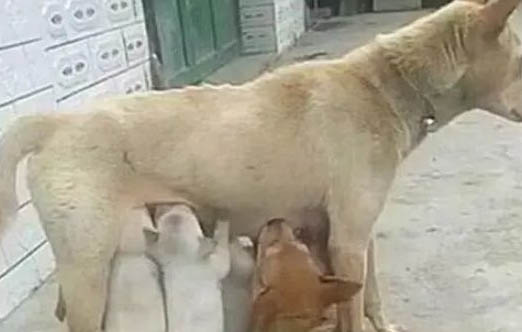 母犬絕育多久恢復