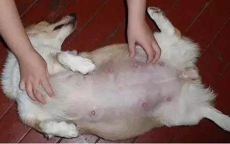狗狗發燒最有效降溫