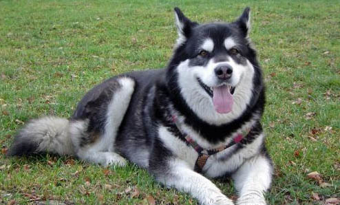 阿拉斯加犬幼犬的飼養方法