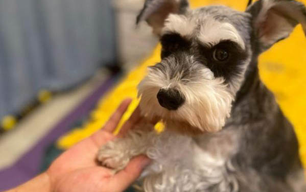 狗狗一吃就吐咋回事