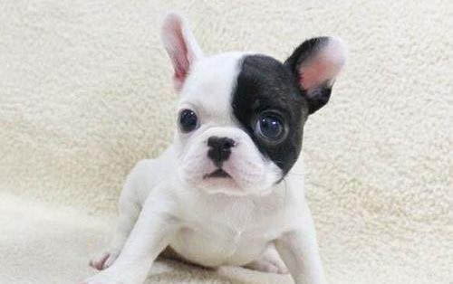 法國斗牛犬最便宜多少錢一只
