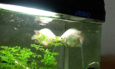 飼養接吻魚需要注意什么