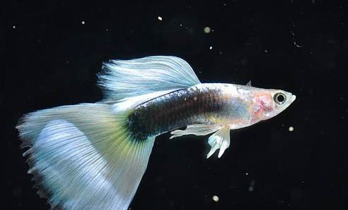 孔雀魚為什么越生越多