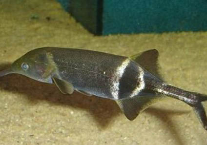 蚯蚓釣魚效果好嗎