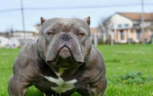 一個(gè)月的美國惡霸犬可以洗澡嗎