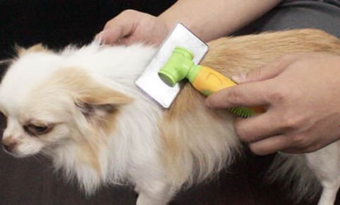 狗狗生殖器發炎怎么辦?