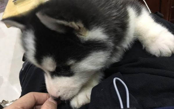 小狗視頻搞笑視頻大全可愛