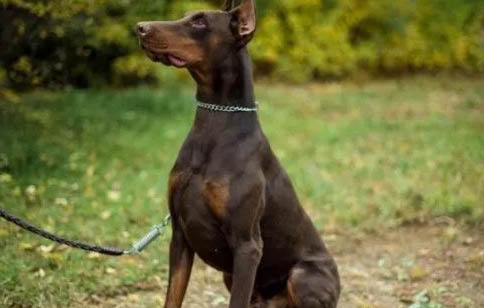 杜賓犬的壽命一般是多久