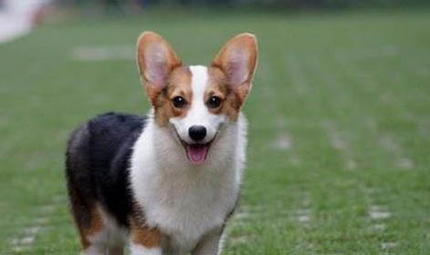 柯基犬是小型犬還是中型犬？