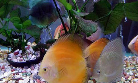 小型觀賞魚有哪些