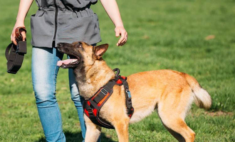 養馬犬都需要注意什么呢？
