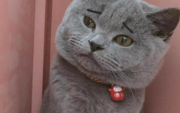 貓咪得病死前的表現