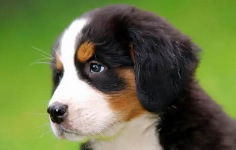 伯恩山犬哪里有賣