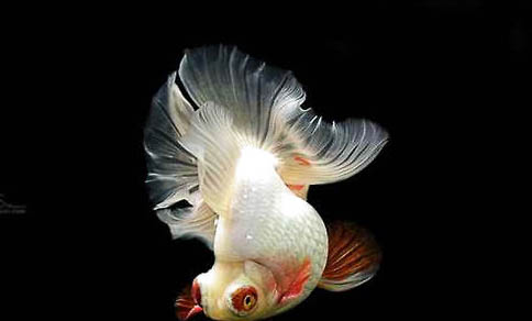 荷花缸里養魚水渾怎么辦