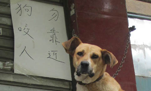 狗感冒了站不穩(wěn)是什么病