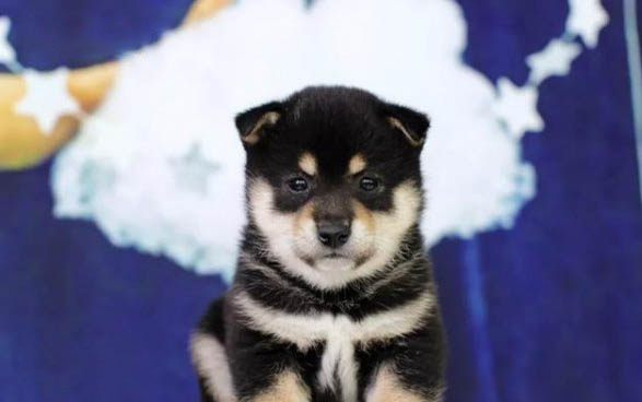 狗狗得了狂犬病潛伏期有多久