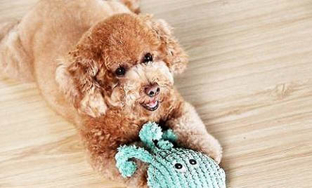 貴賓犬多少錢一只