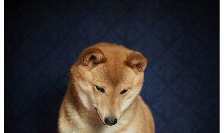 狗狗驅蟲多久能拉出來
