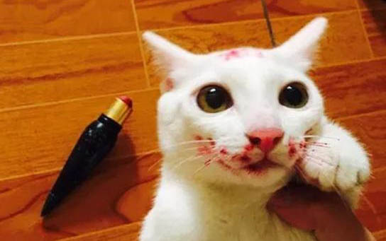 貓咪腎衰竭死亡有哪些癥狀