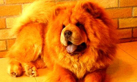 小松獅犬好養嗎