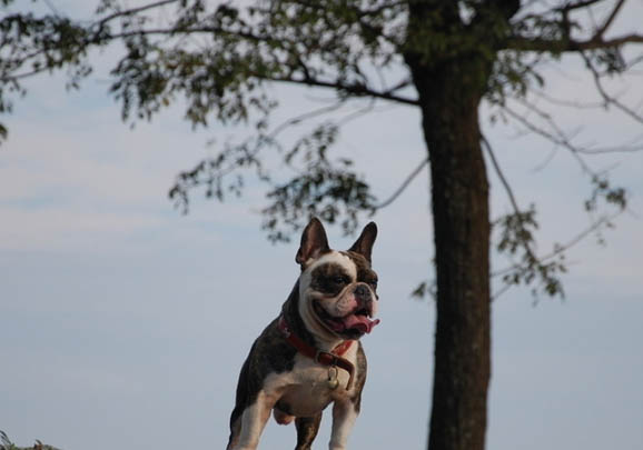 法國斗牛犬多大可以斷奶