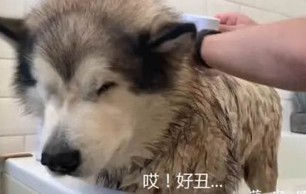 喂養(yǎng)阿拉斯加注意事項(xiàng)有哪些