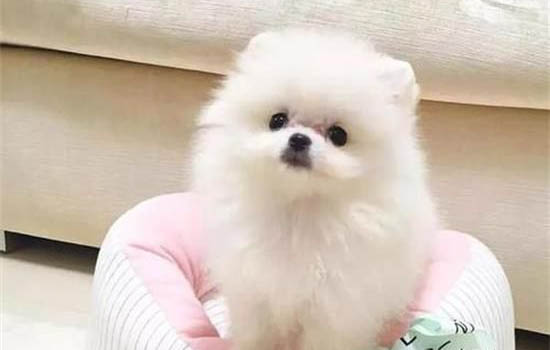 博美犬感冒需要禁食禁水嗎