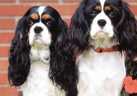 騎士查理王小獵犬的飼養要點有哪些