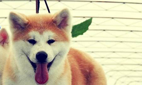 柴犬和秋田犬哪個好養