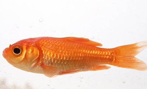 挑選羅漢魚的方法