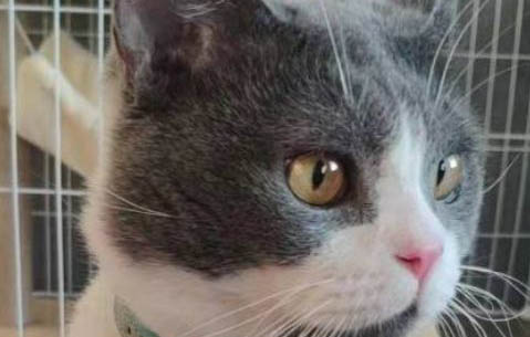 貓咪為什么要吐