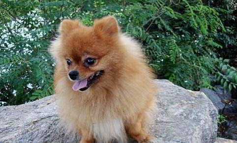 家中犬瘟死后多久才能養狗