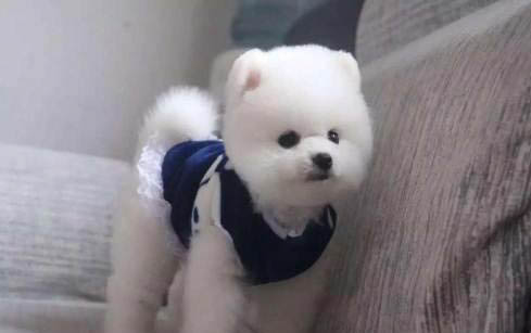 狗狗中暑多久才會恢復正常