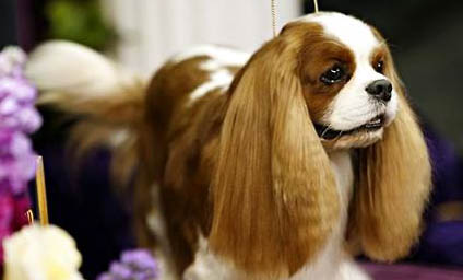 西班牙小獵犬吐出來的蛔蟲如何清理