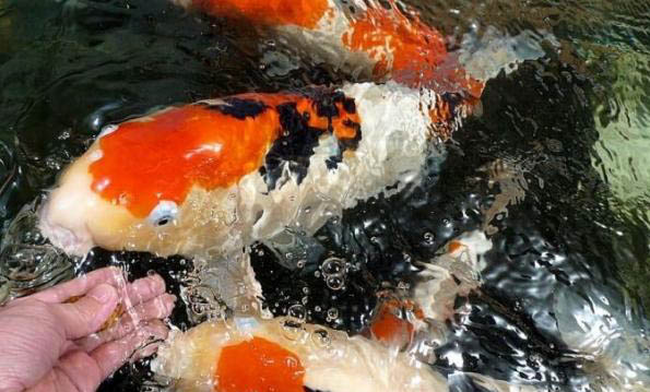 怎樣養(yǎng)殖戰(zhàn)船魚 水溫和食物的選擇