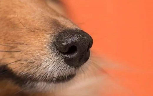 狗狗培訓學校要多少錢