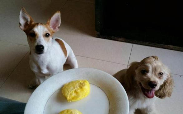 狗狗生完寶寶多久能碰?