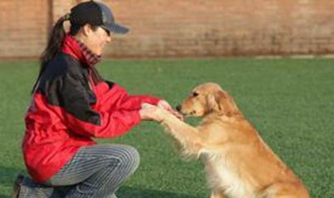 狗狗身上的蜱蟲怎么處理