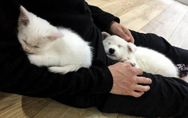狗狗撕扯狗窩的原因及處理方法