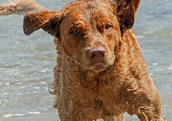 阿富汗獵犬該如何挑選