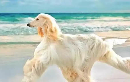 夏天幼犬多久洗一次澡啊